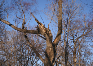 nest tree